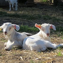 Gorgie City Farm