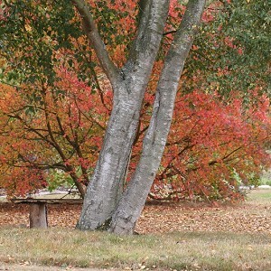 Green Island Gardens