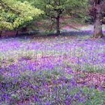 Hainault Forest Country Park