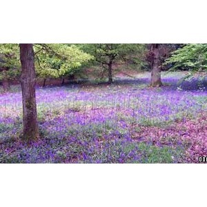 Hainault Forest Country Park