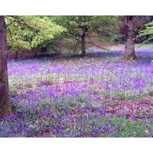 Hainault Forest Country Park