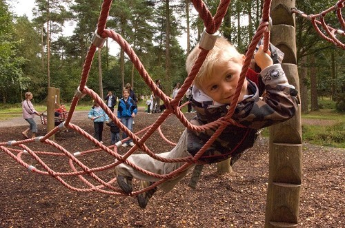 Haldon Forest