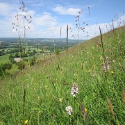 Harting Down