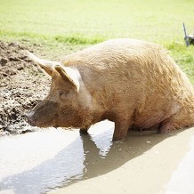 Hatfield Park Farm