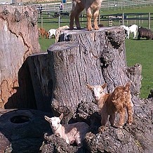 Hatfield Park Farm