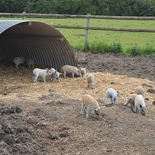 Hatfield Park Farm