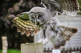 Hawk Conservancy