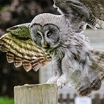 Hawk Conservancy