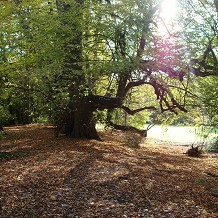 Hedingham Castle