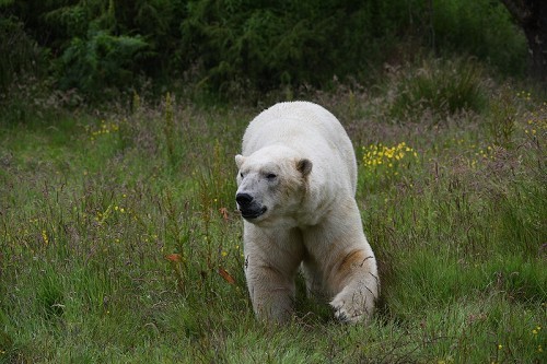 Highland Wildlife Park