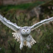 Highland Wildlife Park