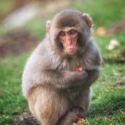 Highland Wildlife Park