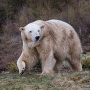 Highland Wildlife Park