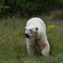 Highland Wildlife Park