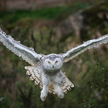 Highland Wildlife Park