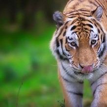 Highland Wildlife Park