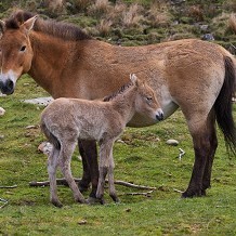 Highland Wildlife Park