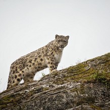 Highland Wildlife Park