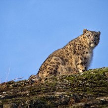 Highland Wildlife Park