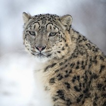 Highland Wildlife Park