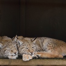 Highland Wildlife Park