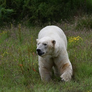 Highland Wildlife Park