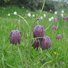 Hole Park Gardens - © Loco Steve via http://flic.kr/p/egGg8o