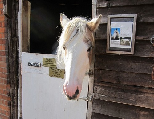 Hopefield Animal Sanctuary