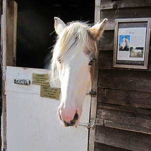 Hopefield Animal Sanctuary