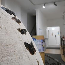 &copy;Hove Museum and Art Gallery