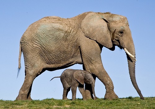 Howletts Wild Animal Park - © Howletts