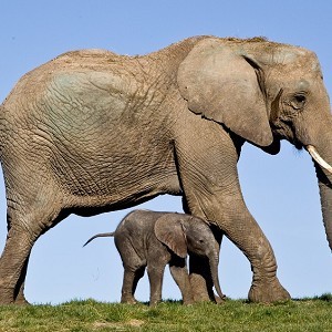 Howletts Wild Animal Park