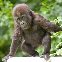 Howletts Wild Animal Park - &copy; Howletts