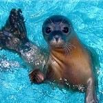Hunstanton Sea Life Sanctuary