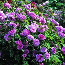 Kew Gardens - Rose Garden &copy; RBG Kew