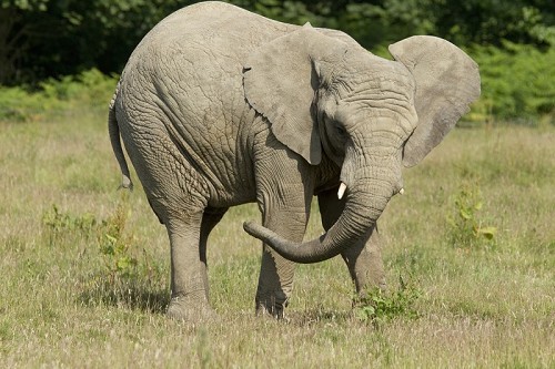 Knowsley Safari Park