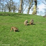 Knowsley Safari Park