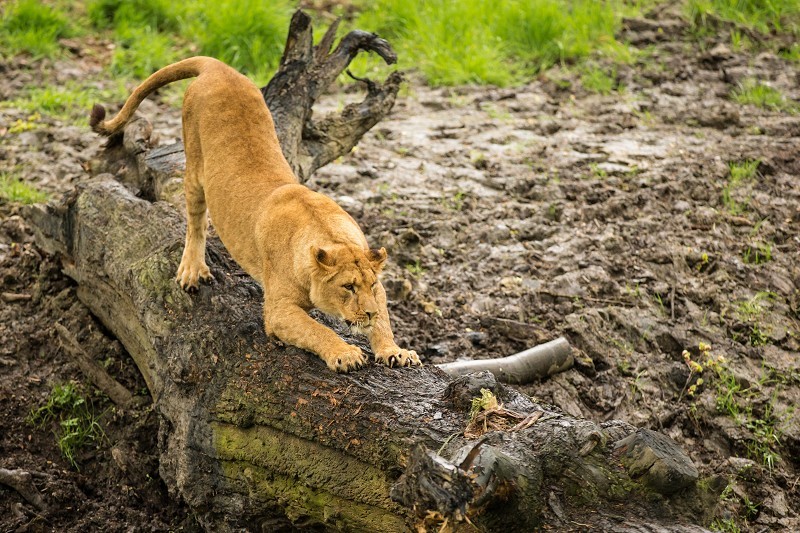 Map to Knowsley Safari Park, view a location map of Knowsley Safari