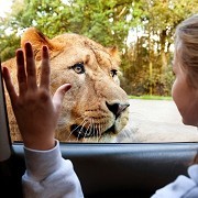 Knowsley Safari Park