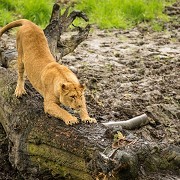 Knowsley Safari Park