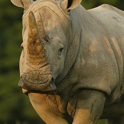 Knowsley Safari Park