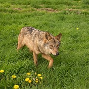 Knowsley Safari Park