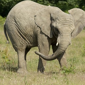 Knowsley Safari Park