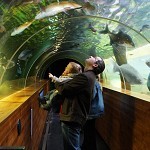 Lakes Aquarium