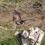 Leeds Castle