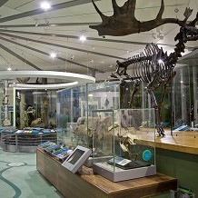 Leeds City Museum