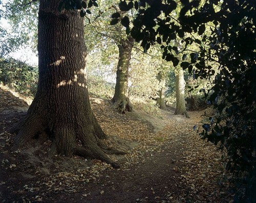 Lexden Earthworks and Bluebottle Grove