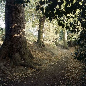 Lexden Earthworks and Bluebottle Grove