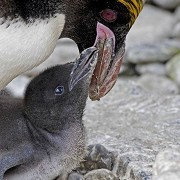 Living Coasts - © Jennie Rattlidge