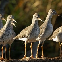 Living Coasts